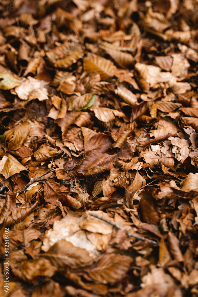 Autumn leaves pattern and textures of the forest Autumn leaves pattern and textures of the forest
