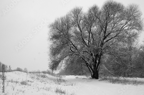 winter landscape with trees and snow