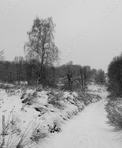 forest in winter