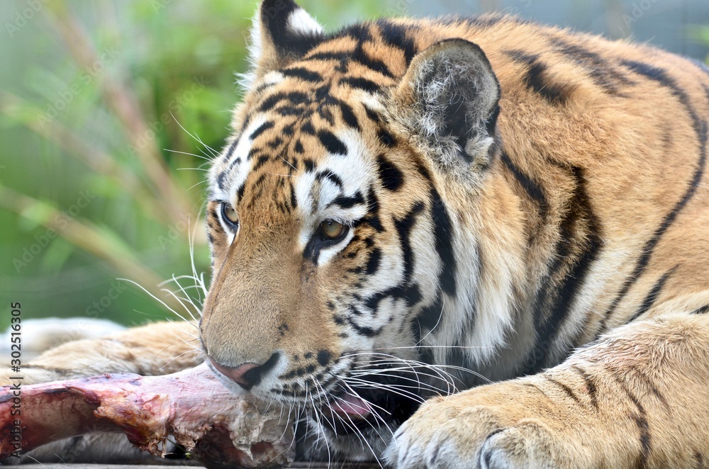 Fototapeta premium Tiger Tiger