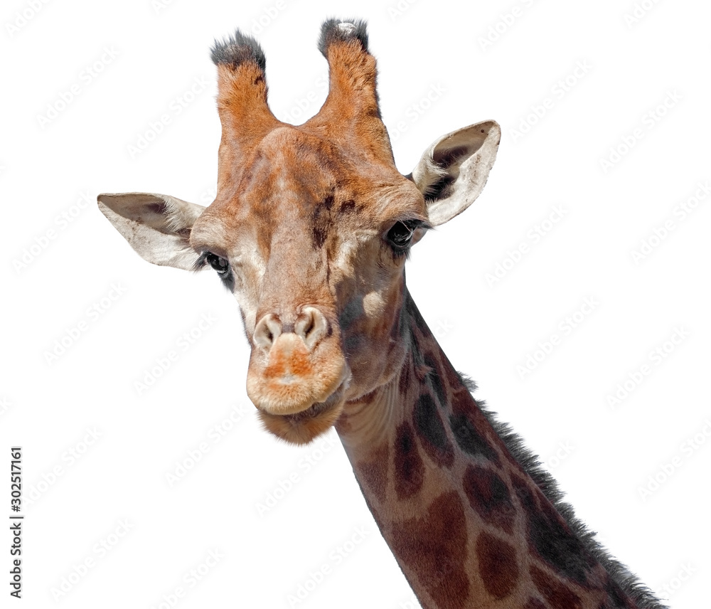 Obraz premium Giraffe head face