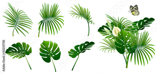Set of Branches of Tropical Plants