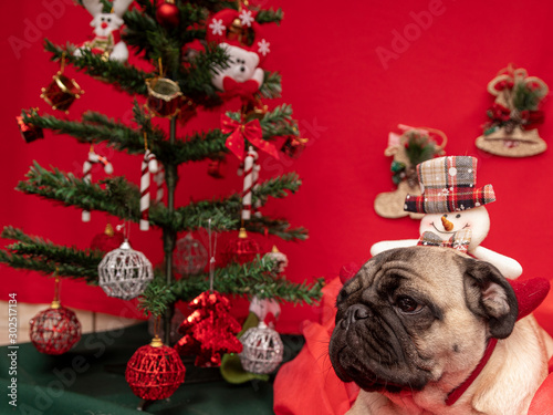 Christmas pet photography with pug dog. 