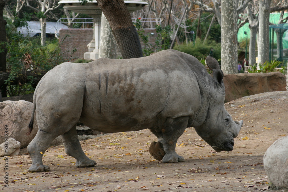 Naklejka premium rhinoceros walking in the park