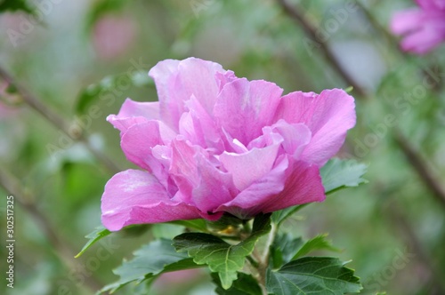 Blossom pink azalea floral iasolated on green background photo