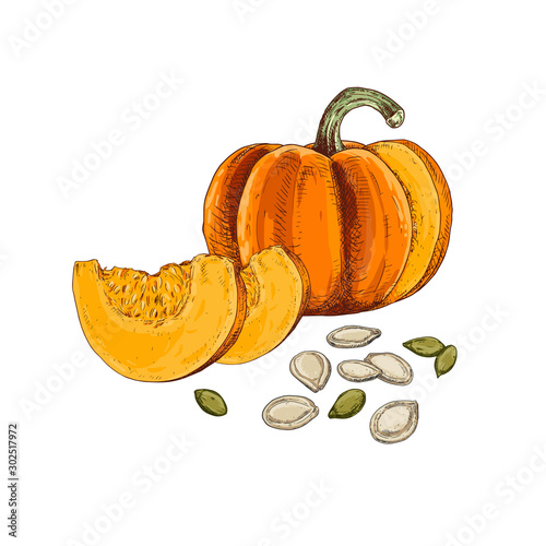 Hand drawn colorful pumpkin with pieces and seeds isolated on white background. Vector illustration in retro style.