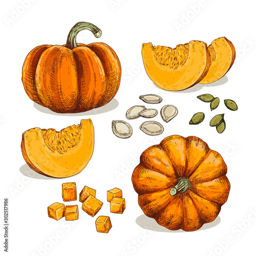 Hand drawn colorful pumpkin. Set sketches with pieces pumpkin, cubes and seeds. Vector illustration isolated on white background.