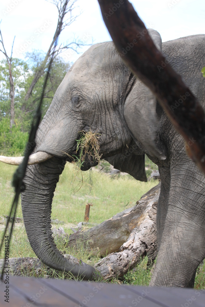 Obraz premium Eléphant dans le village