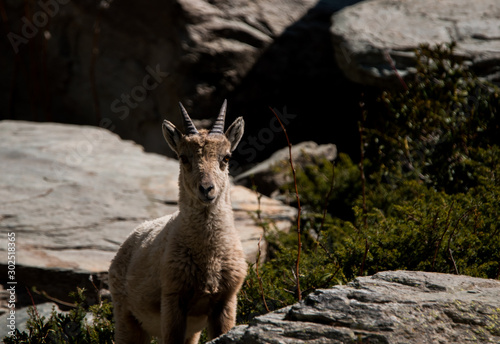 Jeune Bouquetin des Alpes (Ibex) de face