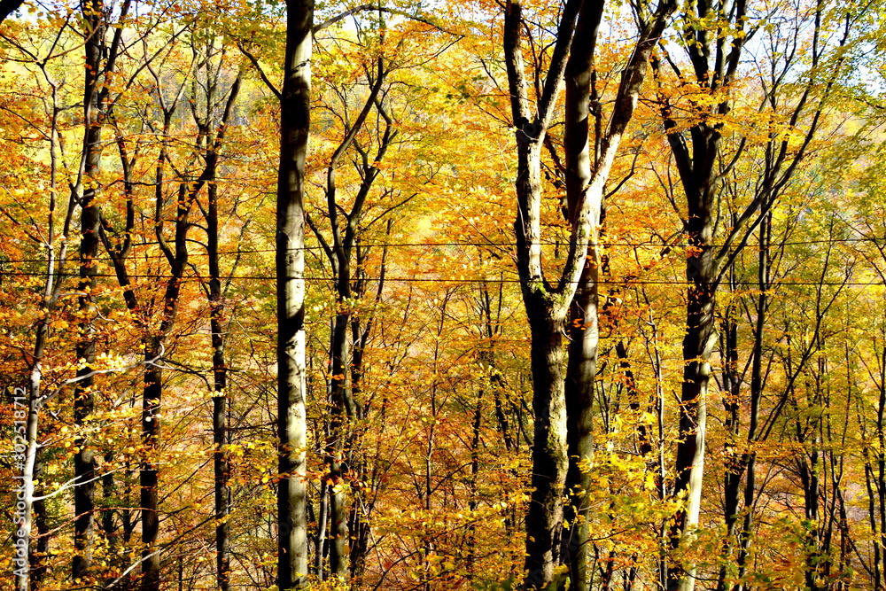 Fototapeta premium Typical landscape in the forests of Transylvania, Romania