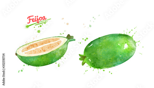 Watercolor illustration of Feijoa fruit photo