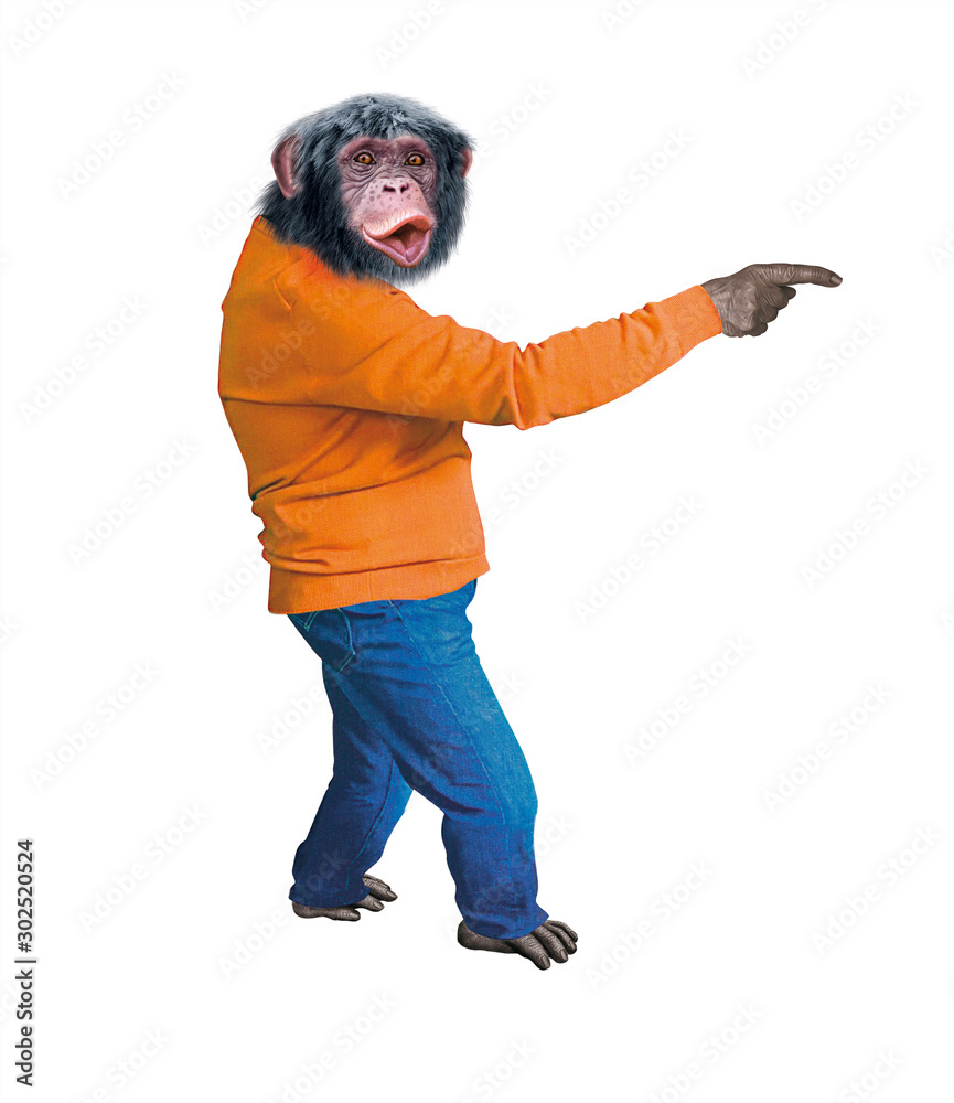 chimpanzé, singe, jeune, animal, habillé en homme, sympa, montrant , index,  expression, drôle, debout, pull orange, souriant, attitude, en jean ,  démonstration de, pose, position, force, réussite, co ilustración de Stock  | Adobe Stock