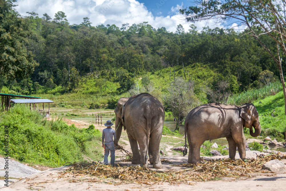 Sanktuarium słoni, Tajlandia - obrazy, fototapety, plakaty 