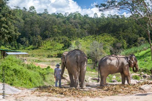 Sanktuarium słoni, Tajlandia