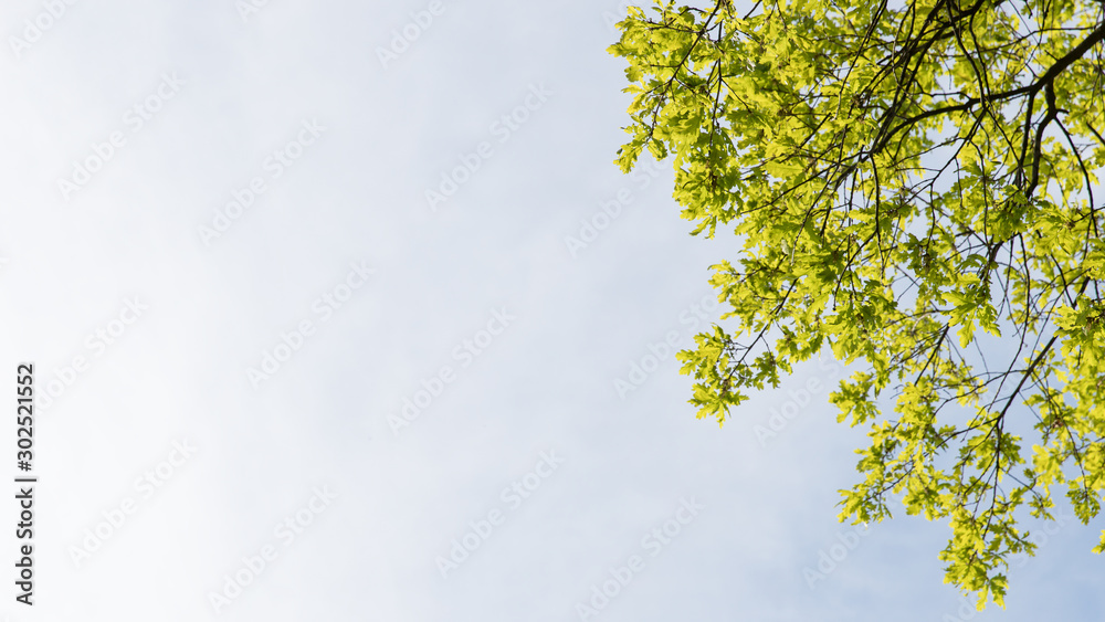 Oak tree branches with fresh spring foliage in sunlight against sky, bottom view, copy space. Soft focus. Oak tree branches with fresh spring foliage in sunlight against sky, bottom view, copy space. Soft focus.