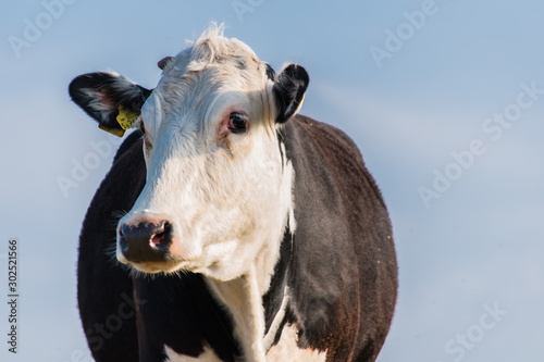 hereford cow © jackey