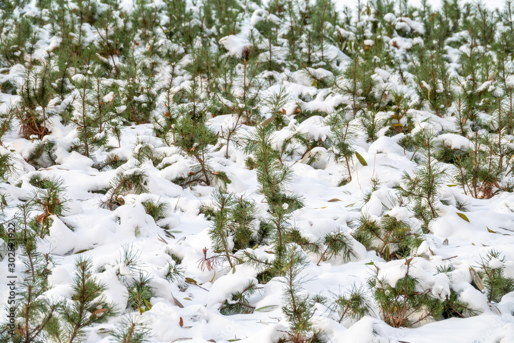 Green young pine trees covered in white snow. Green young pine trees covered in white snow.