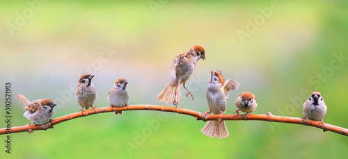 Photography panoramic portrait of small funny birds sparrows restlessly sitting on a tree br