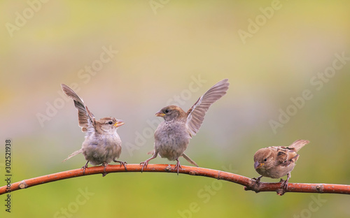 Quadro su tela pugnacious little funny birds sparrows sit on a tree branch in a Sunny clear Par
