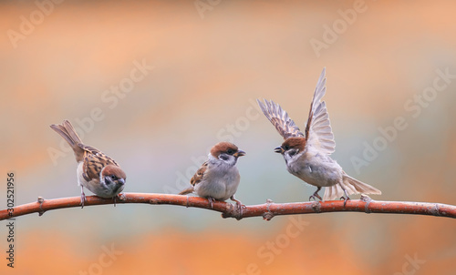 pugnacious little  birds sparrows sitting on a tree branch in a Sunny clear Park and waving their wings photo