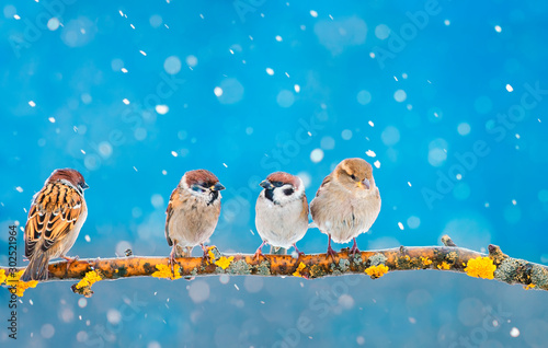 group of little funny Sparrow birds sitting in a winter festive new year Park under the snowfall