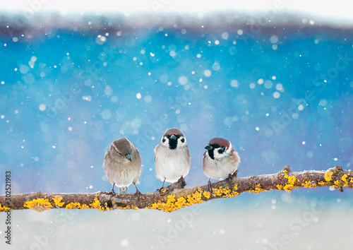 three little funny Sparrow birds are sitting in the winter holiday new year Park under the snowfall