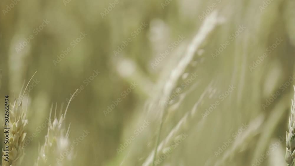 Wheat field. Golden ears of wheat on the field Wheat field. Golden ears of wheat on the field