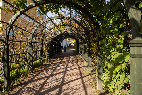 The arched corridor (garden pergola) consists of a wooden frame and climbing plants. Located in Kuskovo Park. Indian summer. Moscow, Russia.