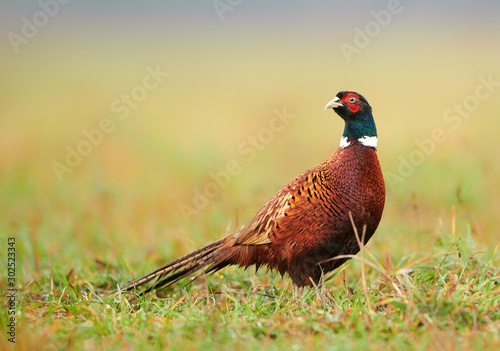 Ringneck Pheasant (Phasianus colchicus) male