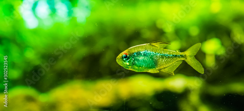 closeup portrait of a diamond tetra, silver glittery fish, tropical animal specie from lake Valencia in Venezuela photo