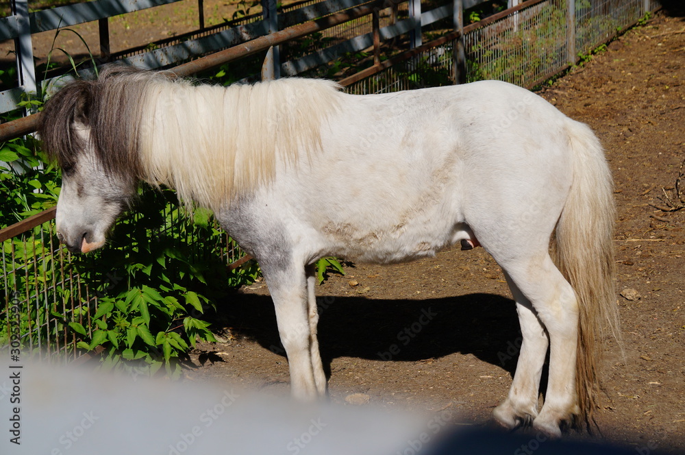 Obraz premium Horse in the zoo