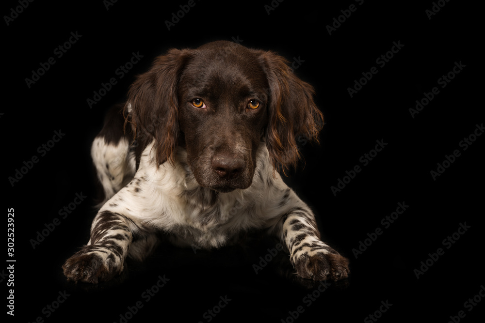 Münsterländer puppy lying on black background
