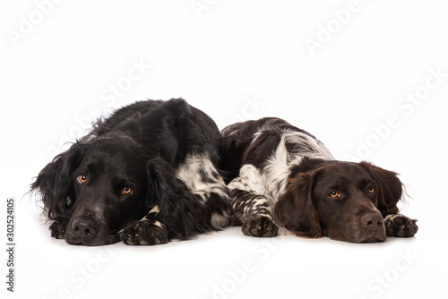 Fototapeta Naklejka Na Ścianę i Meble -  Two dogs lying on white background