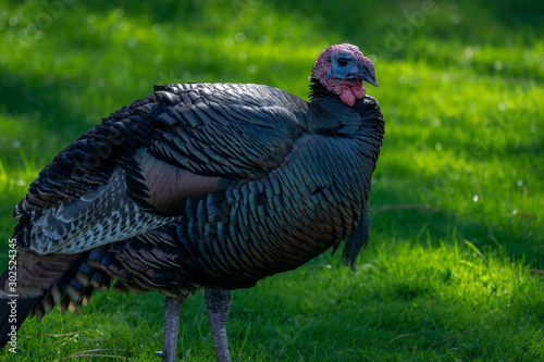 Male wild turkey with magenta and purple head strutting around. 