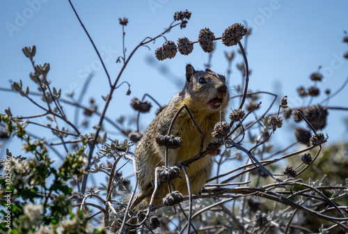 Apocalyptic California Ground Squirrel calling out from a branch.