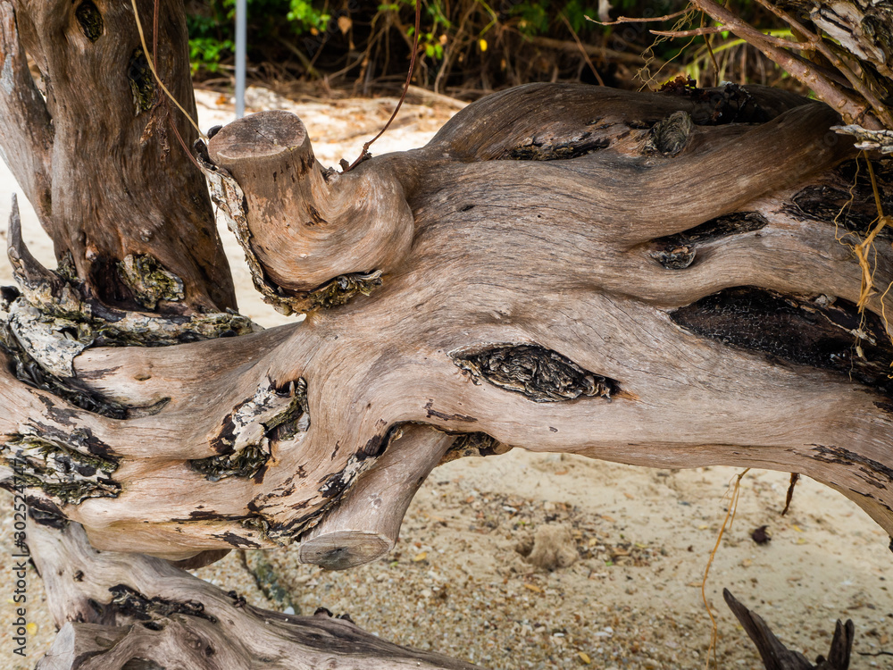 Naklejka premium Old tree trunk on the ground close up