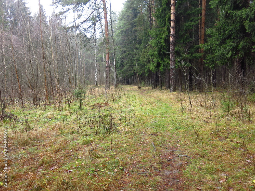 Obraz premium a path in the damp autumn forest