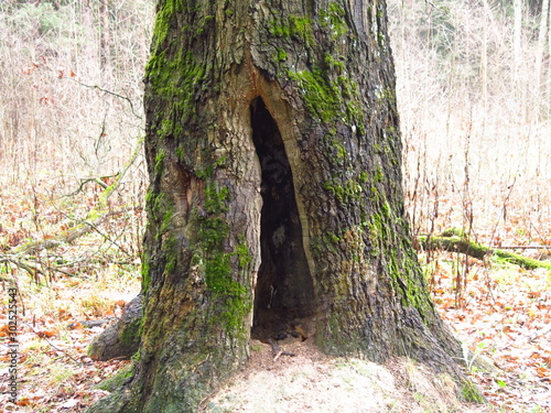 a big old mossy oak with a huge crevice at the base
