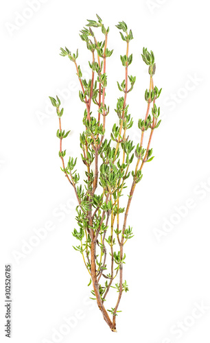 Thyme fresh herb isolated on a white background. Fresh thyme spice.
