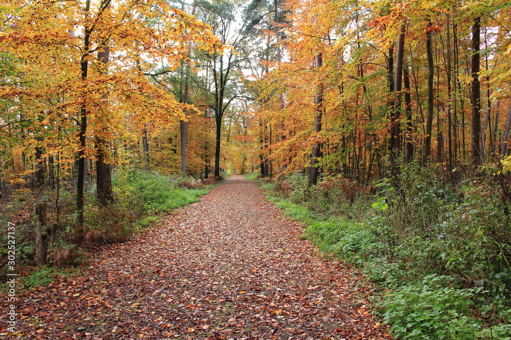 Obraz premium Landstraße im Herbst