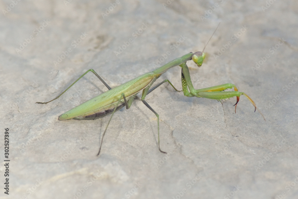 Mantis religiosa mirando a la cámara. Mantis religiosa mirando a la cámara.