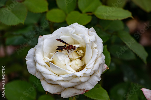 white wasp