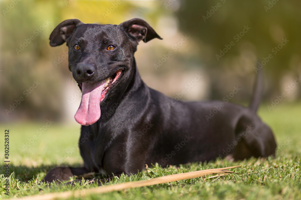 Pies Dog Amimals Zwierzę Szczęście Radość 