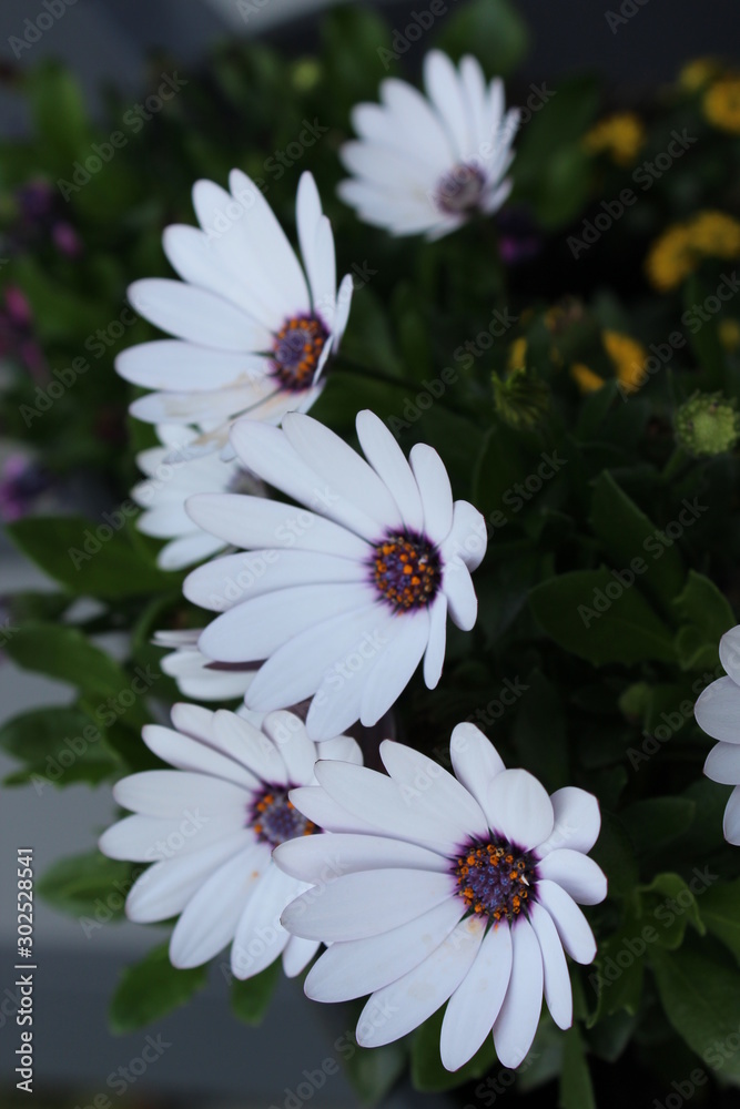 Fototapeta premium Blumen