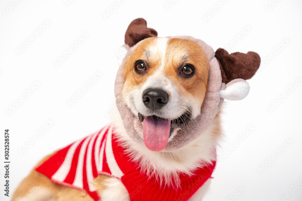 Close up portrait of cute corgi dog wearing funny hat with deer horns and red and white costume. Pretty smiling dog face expression. New year or Christmas holidays concept.