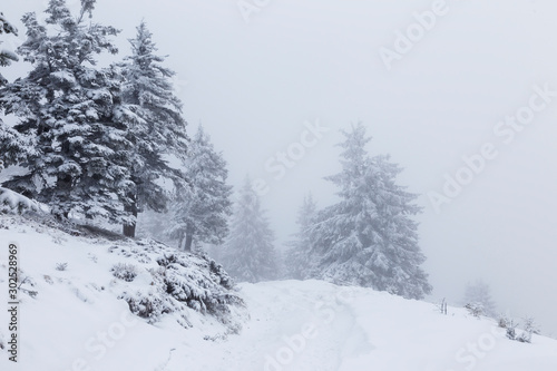 Landscape scene in the mountain forest. Misty winter landscape in the snowy wood.