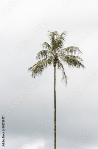Quindio wax palm  Ceroxylon quindiuense  in the Cocora Valley