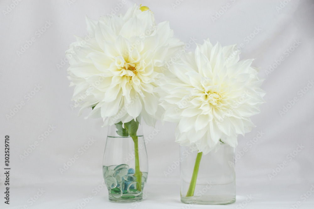 white dahlia flowers arranged in a clear vase on an elegant white background. floral table arrangement. white dahlia flowers arranged in a clear vase on an elegant white background. floral table arrangement.