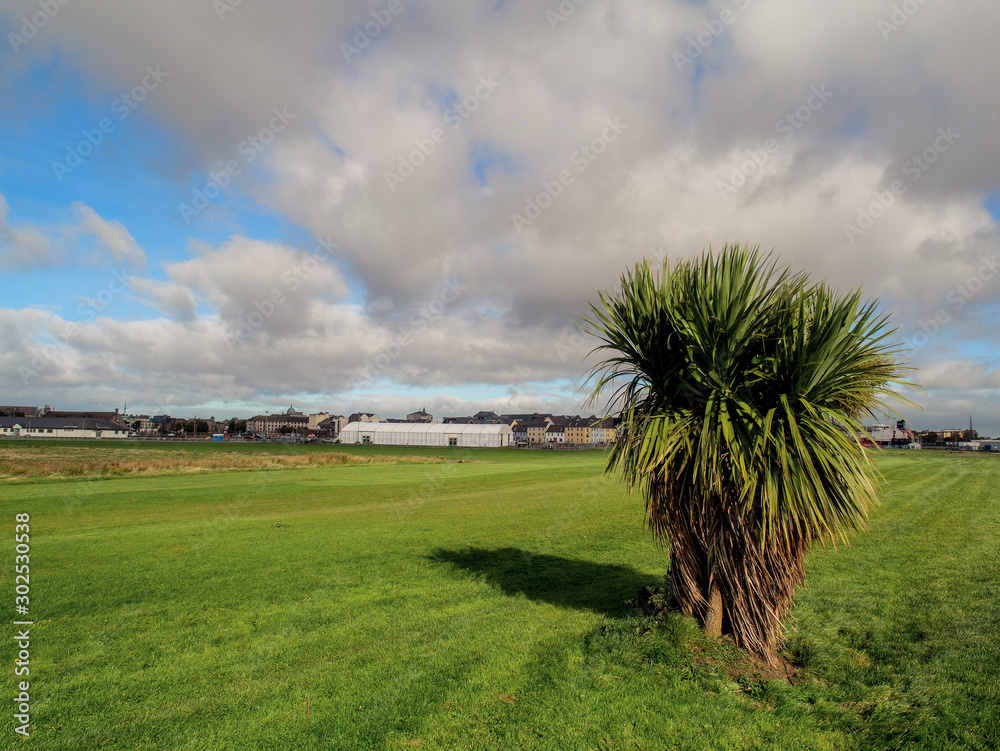 Lone palm tree in South Park Galway city, Ireland, Sunny day, blue sky
