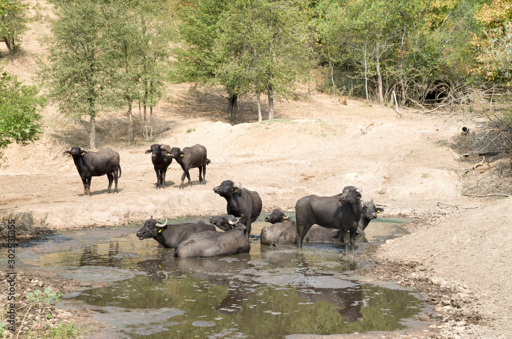 Many domestic water buffalo enjoying the water iEurope Many domestic water buffalo enjoying the water iEurope